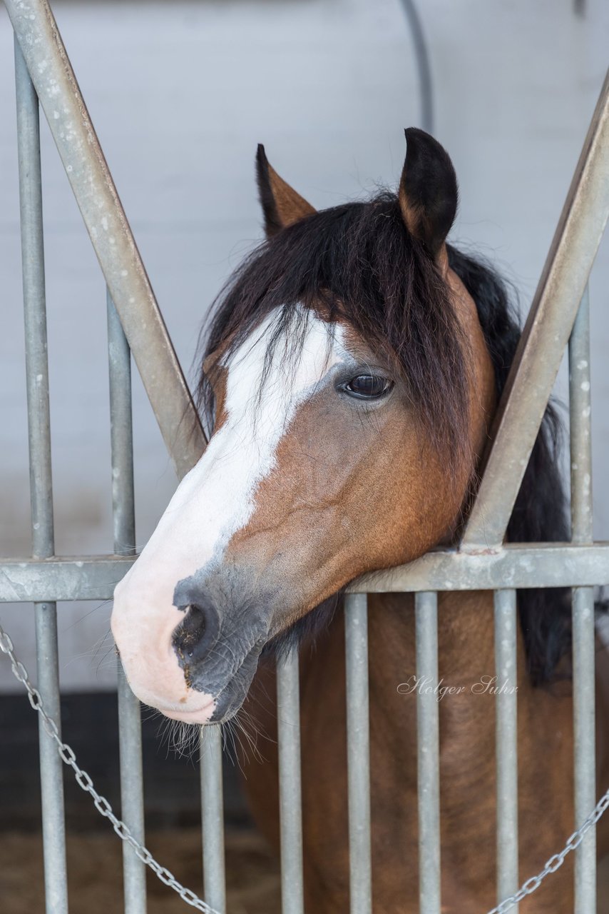 Bild 107 - Pony Akademie Turnier